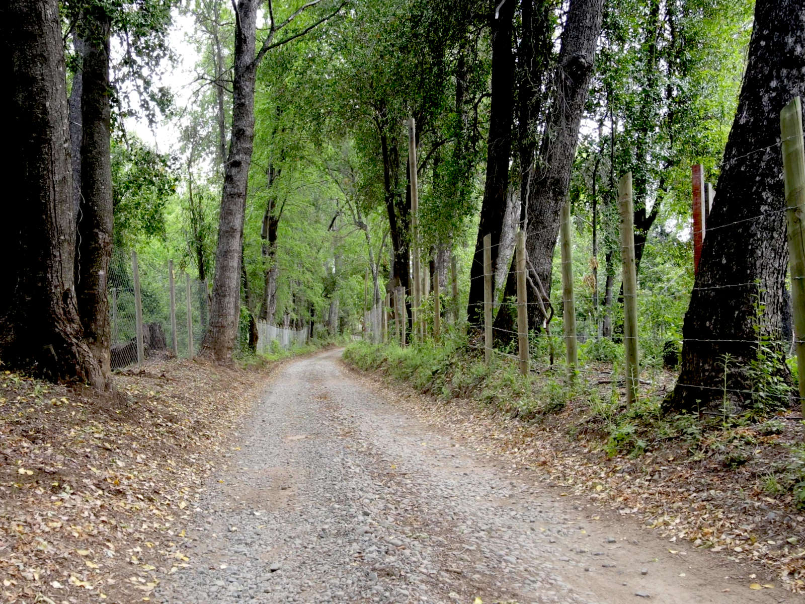 Camino vecinal de acceso