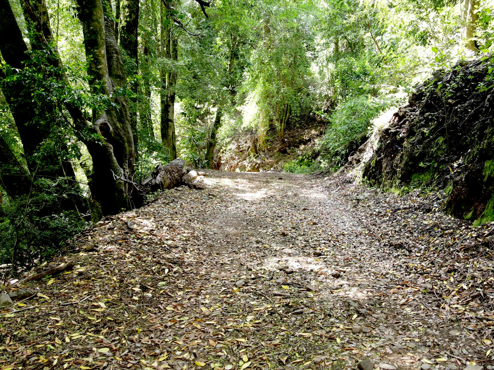 Camino de acceso a los Lotes 16 y 17